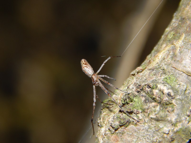 Tetragnatha sp. (in posa terrifica?) - Pontevecchio (MI)